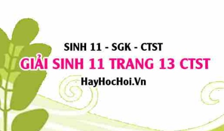 Giải Sinh 11 trang 13 Chân trời sáng tạo SGK